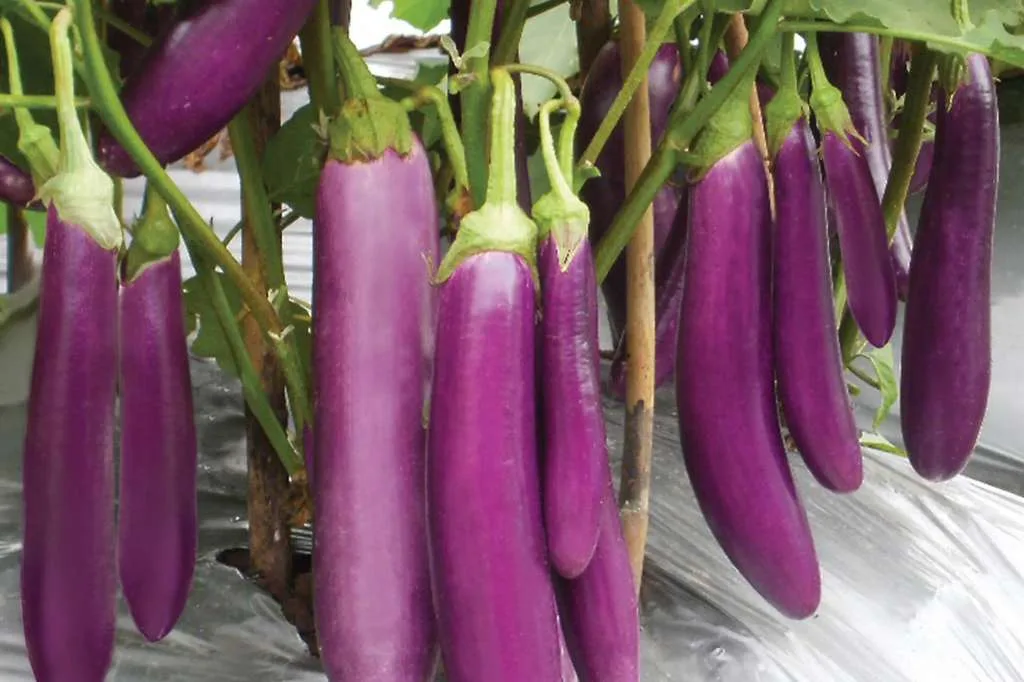 Makanan Penurun Kolesterol yang Ampuh dan Mudah Ditemukan