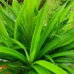 Manfaat Luar Biasa Daun Pandan untuk Kecantikan dan Kesehatan Kulit