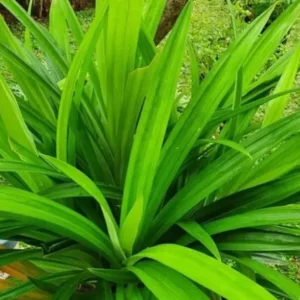 Manfaat Luar Biasa Daun Pandan untuk Kecantikan dan Kesehatan Kulit Manfaat Luar Biasa Daun Pandan untuk Kecantikan dan Kesehatan Kulit