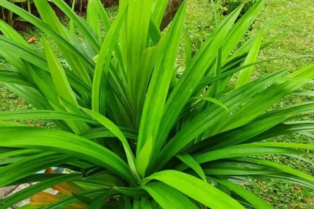Manfaat Luar Biasa Daun Pandan untuk Kecantikan dan Kesehatan Kulit