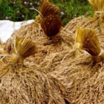 Pemerintah Tetapkan HPP Gabah Rp 6.500 per Kg, Bulog Wajib Beli