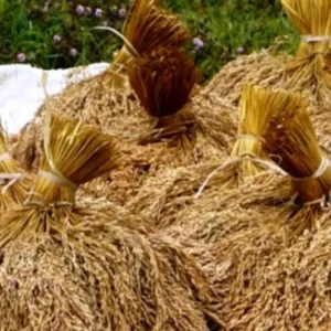 Pemerintah Tetapkan HPP Gabah Rp 6.500 per Kg, Bulog Wajib Beli