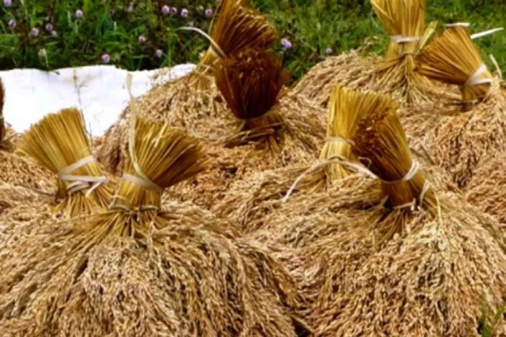 Pemerintah Tetapkan HPP Gabah Rp 6.500 per Kg, Bulog Wajib Beli