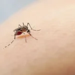 Wabah Chikungunya Meningkat, Warga Diminta Waspada Gigitan Nyamuk