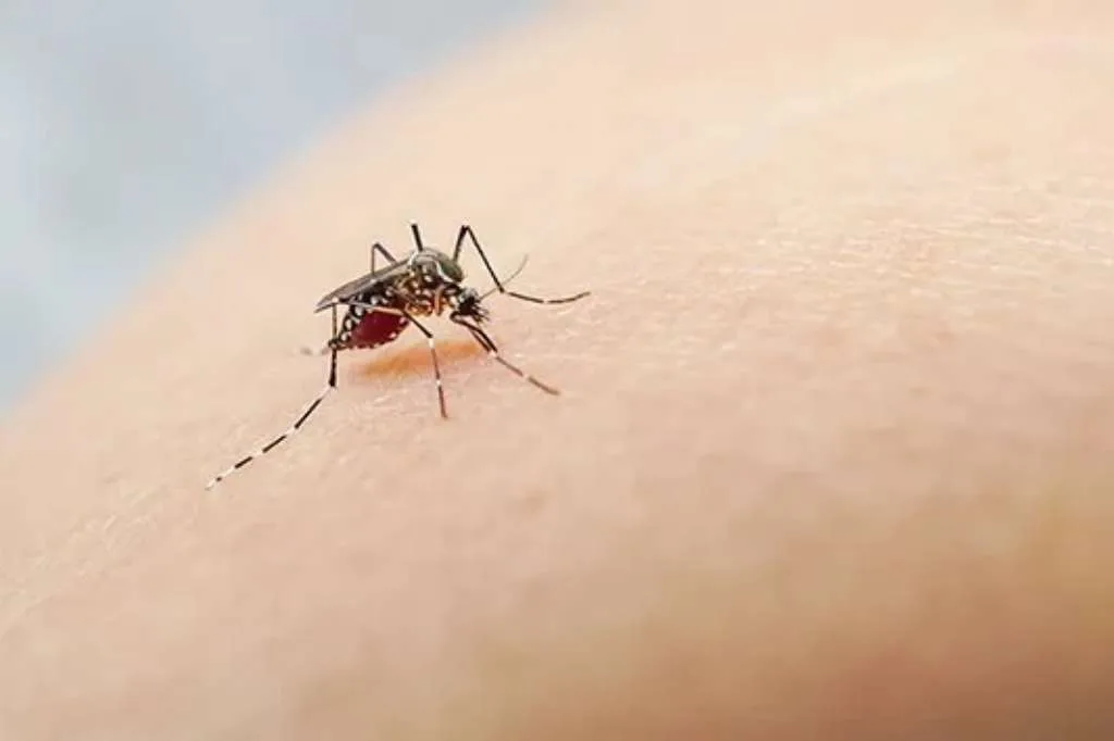 Wabah Chikungunya Meningkat, Warga Diminta Waspada Gigitan Nyamuk