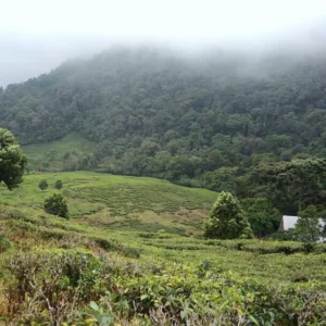 4 Lokasi Wisata Puncak Bogor Disegel, Ini Penyebabnya 4 Lokasi Wisata Puncak Bogor Disegel, Ini Penyebabnya