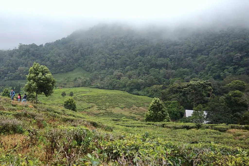 4 Lokasi Wisata Puncak Bogor Disegel, Ini Penyebabnya