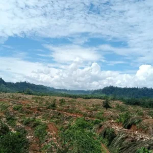 Diperkirakan Ada Ribuan Hektar HPK di Mukomuko Sudah Disulap Jadi Kebun Sawit Diperkirakan Ada Ribuan Hektar HPK di Mukomuko Sudah Disulap Jadi Kebun Sawit