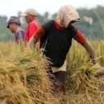 Ditengah Kebisingan Aksi Demo Mahasiswa, Diam-diam BULOG Torehkan Capaian Kinerja Luar Biasa