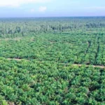 HPK di Sei Betung Diduga Banyak Jadi Kebun Sawit, LSM NCW Akan Surati BPKH