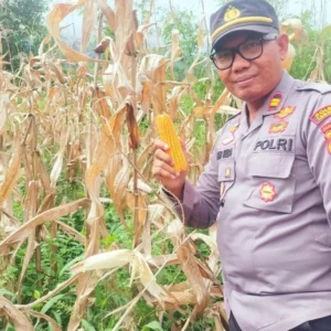 Polsek Lebong Atas Monitoring Panen Jagung di Bundaran Pemda Lebong