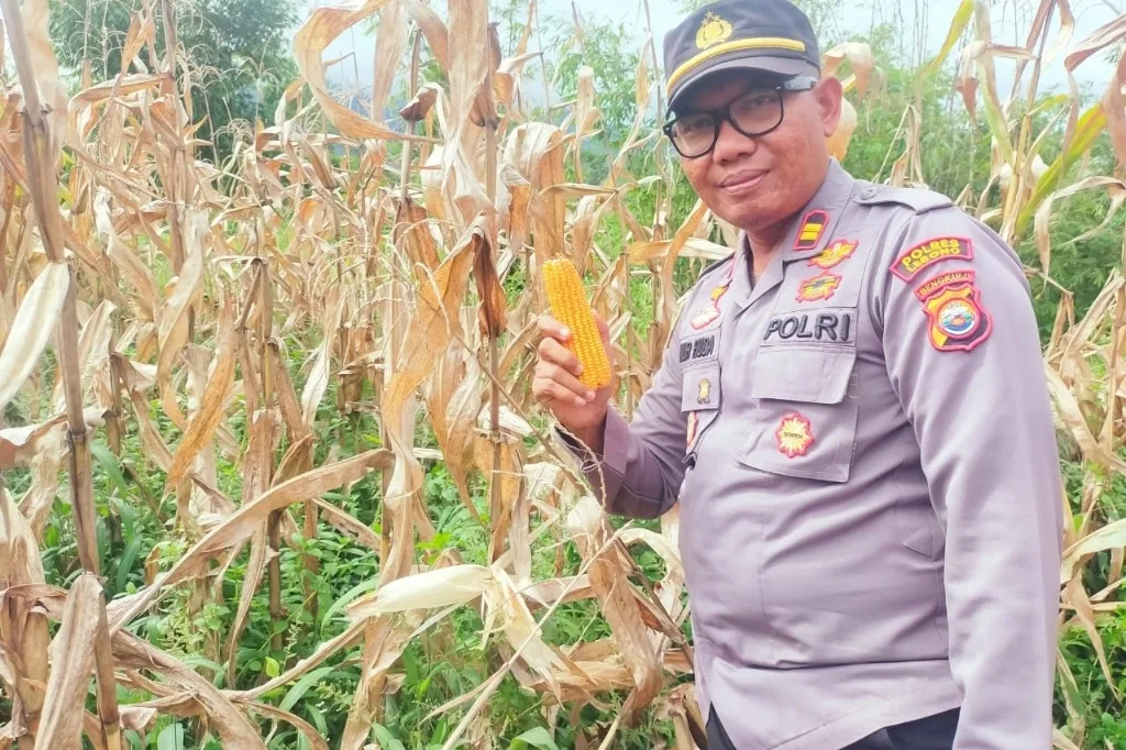 Polsek Lebong Atas Monitoring Panen Jagung di Bundaran Pemda Lebong