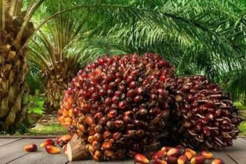 Mengapa Harga Sawit Mukomuko Selalu Lebih Rendah Dibanding Provinsi Lain? Mengapa Sawit Mukomuko selalu lebih rendah dibanding Provinsi lain?