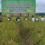 Murni Swadaya Masyarakat: Kelompok Tani Barat Kelurahan Klampok Gelar Panen Raya Padi Sehat