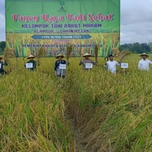 Murni Swadaya Masyarakat: Kelompok Tani Barat Kelurahan Klampok Gelar Panen Raya Padi Sehat Murni Swadaya Masyarakat: Kelompok Tani Barat Kelurahan Klampok Gelar Panen Raya Padi Sehat