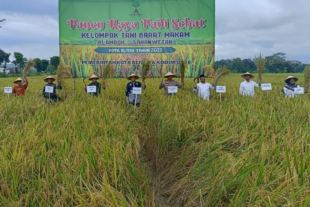 Murni Swadaya Masyarakat: Kelompok Tani Barat Kelurahan Klampok Gelar Panen Raya Padi Sehat