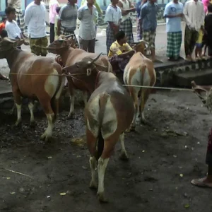 Jelang Hari Raya Idul Adha: 4 Cacat Hewan Kurban yang Wajib Dihindari