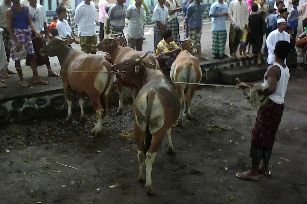 Jelang Hari Raya Idul Adha: 4 Cacat Hewan Kurban yang Wajib Dihindari