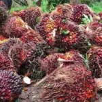 Pemprov Bengkulu Dinilai Gagal Intervensi Pabrik Sawit, Harga 3.143 Masih Dalam Angan