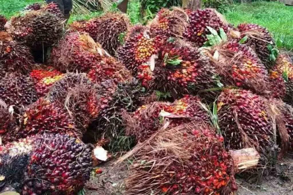 Pemprov Bengkulu Dinilai Gagal Intervensi Pabrik Sawit, Harga 3.143 Masih Dalam Angan