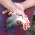 Manfaat dan Bahaya Torpedo Kambing untuk Pria, Begini Penjelasannya