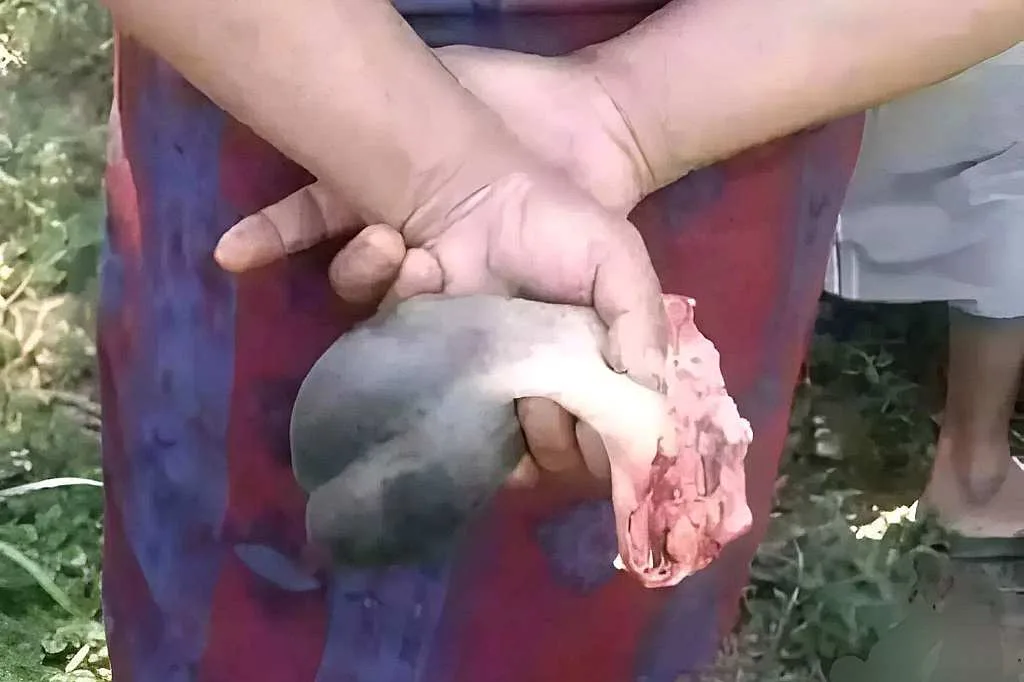 Manfaat dan Bahaya Torpedo Kambing untuk Pria, Begini Penjelasannya