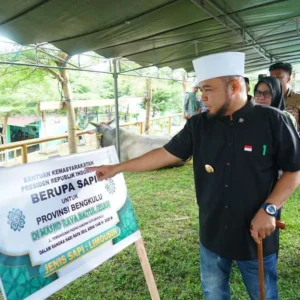 Presiden Prabowo Sumbang 11 Sapi Kurban ke Bengkulu, Salah Satunya Seberat 1,1 Ton