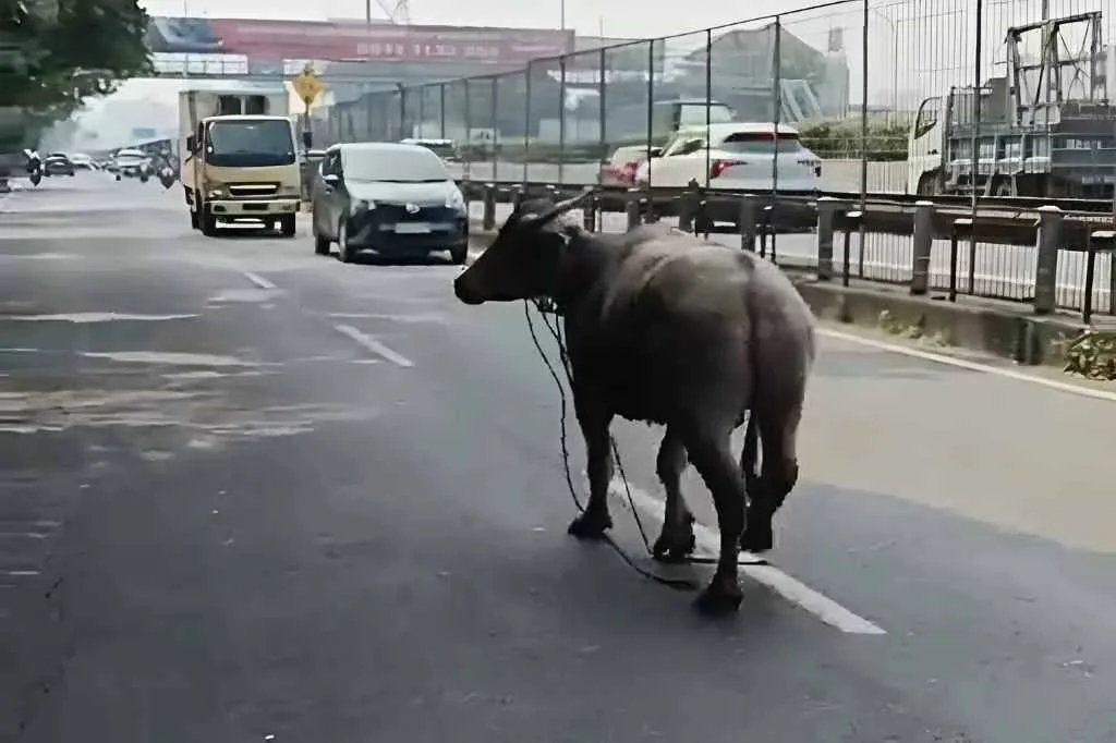 Seekor Kerbau Kurban Ngamuk dan Masuk ke Pemukiman Warga di Duri Kepa Jakbar