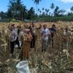 Pemdes Kota Baru Panen Jagung Program Ketahanan Pangan Nasional