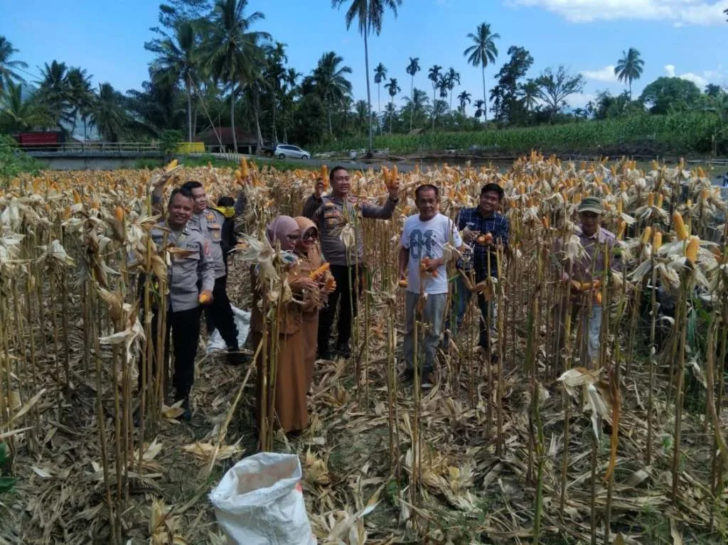 Pemdes Kota Baru Panen Jagung Program Ketahanan Pangan Nasional