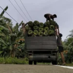 Pulau Enggano Jadi Potret Kegagalan Pemerintah Daerah Tangani Krisis