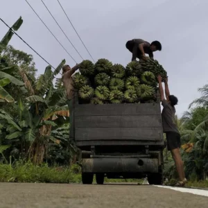 Pulau Enggano Jadi Potret Kegagalan Pemerintah Daerah Tangani Krisis Pulau Enggano Jadi Potret Kegagalan Pemerintah Daerah Tangani Krisis