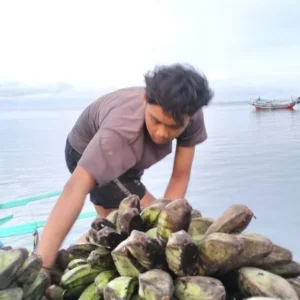 Sebulan Inpres Turun, Harga Pisang Masih Anjlok: Potensi Ekonomi Enggano Hilang Miliaran Rupiah