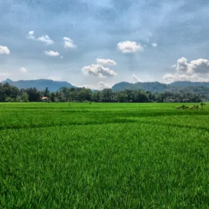 Kontras Rencana Nasional, Revisi RTRW Mukomuko Ubah Sawah Jadi Tambang