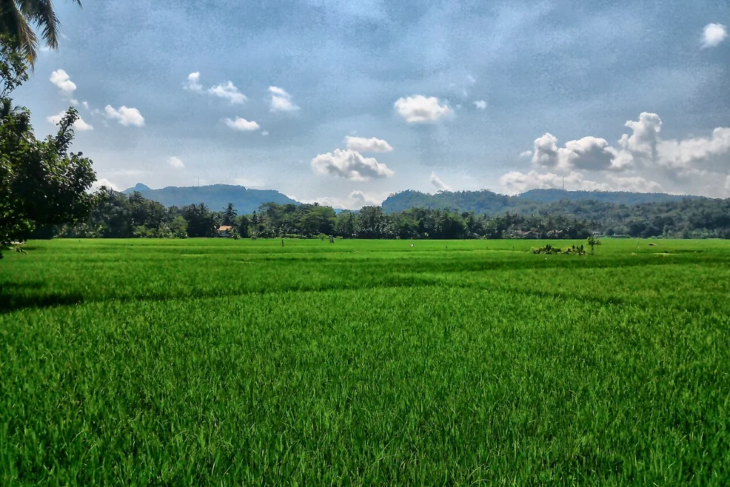 Kontras Rencana Nasional, Revisi RTRW Mukomuko Ubah Sawah Jadi Tambang