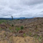 KLHK Dituding Lindungi Perusahaan Perusak Hutan Seblat, Ribuan Hektare Habitat Gajah Jadi Kebun Sawit