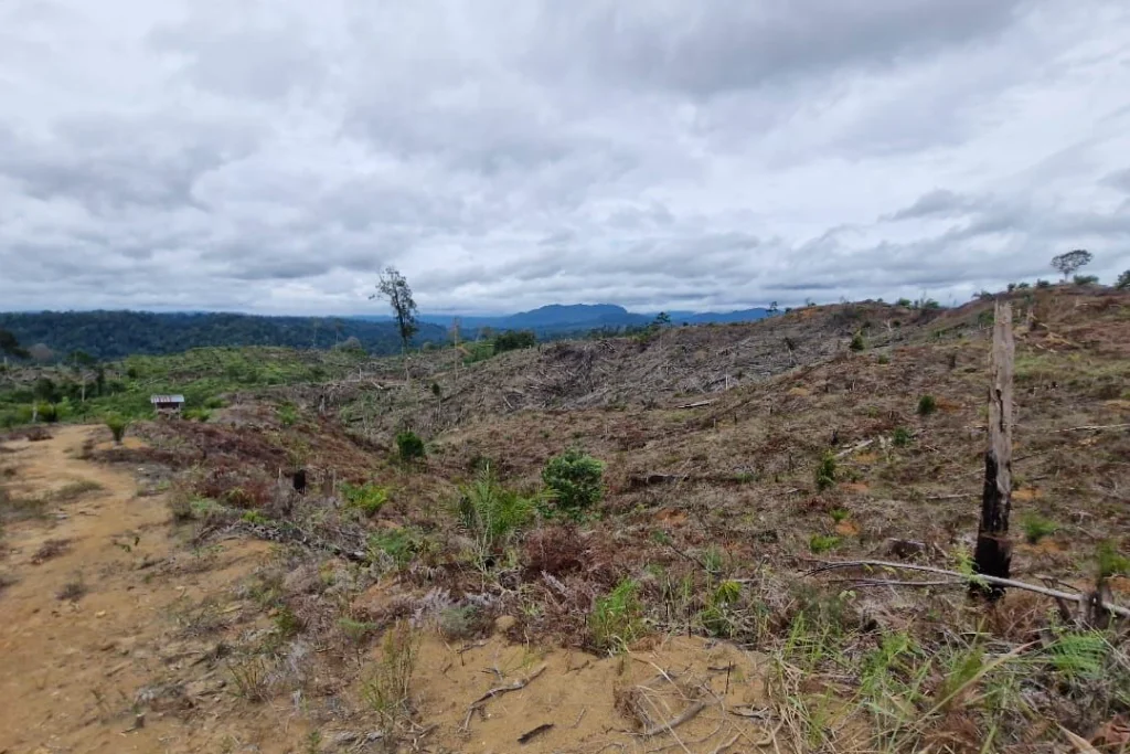 KLHK Dituding Lindungi Perusahaan Perusak Hutan Seblat, Ribuan Hektare Habitat Gajah Jadi Kebun Sawit