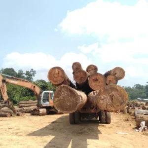 Satgas Gabungan Ungkap Pelanggaran Kehutanan PT API dan PT BAT di Bentang Alam Seblat