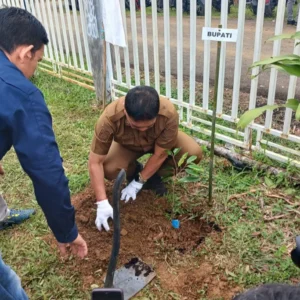 Usai Tanam Pohon, Pemkab Lebong Panen Kedelai Anjasmoro Perkuat Ketahanan Pangan Daerah