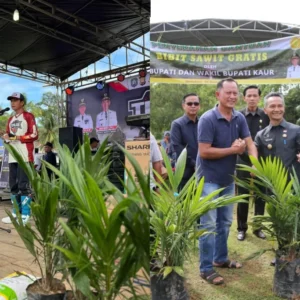 Dua Kali Simbolis, Program Bibit Sawit Gratis Bupati Kaur Tahun 2025 Gagal Realisasi