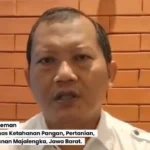 Majalengka Perkuat Ketahanan Pangan Lokal Melalui Swasembada Tebu, Jagung, dan Padi