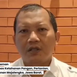 Majalengka Perkuat Ketahanan Pangan Lokal Melalui Swasembada Tebu, Jagung, dan Padi
