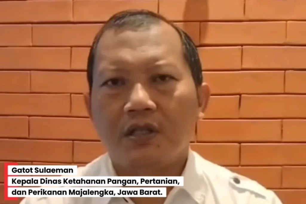 Majalengka Perkuat Ketahanan Pangan Lokal Melalui Swasembada Tebu, Jagung, dan Padi