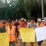 Perjuangan Pemanen PT SIL Seluma Membuahkan Hasil: Upah Panen Disepakati Naik