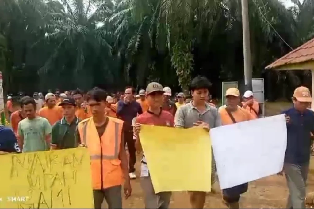 Perjuangan Pemanen PT SIL Seluma Membuahkan Hasil: Upah Panen Disepakati Naik