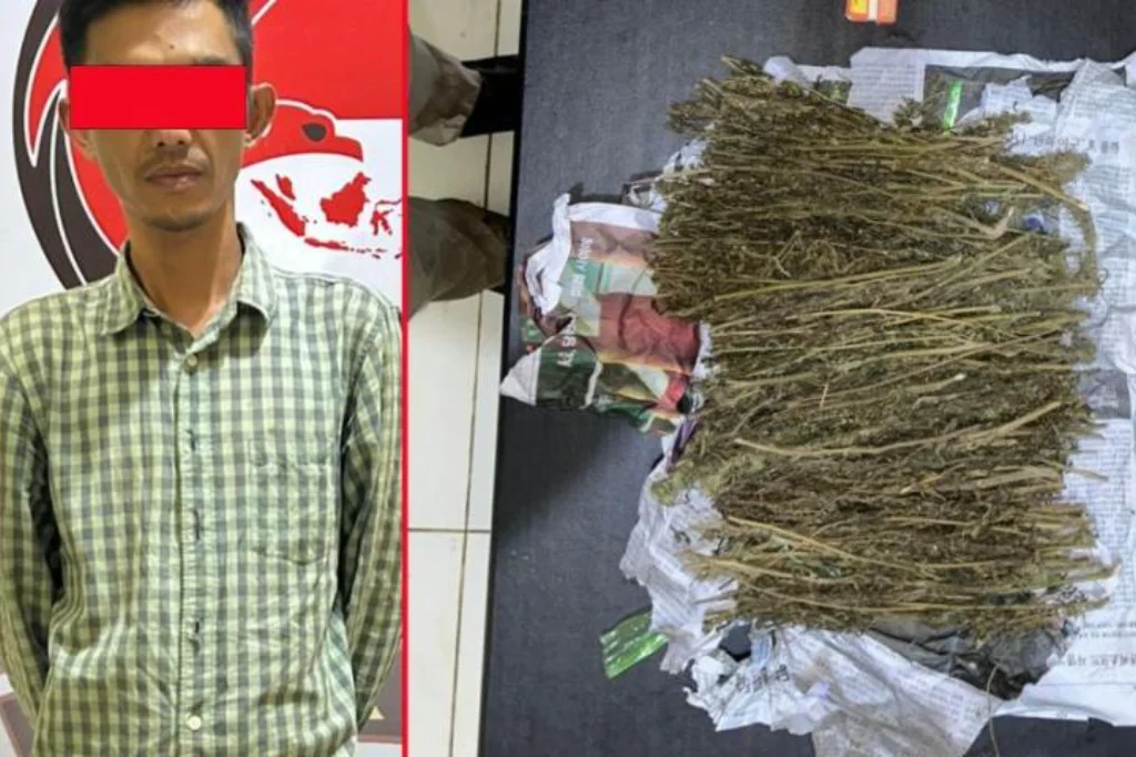Polres Lebong Tangkap Pengedar Narkotika Sabu dan Ganja di Lebong Selatan