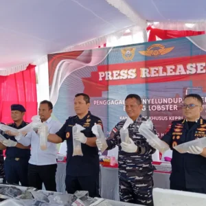 Bea Cukai Kepri Gagalkan Penyelundupan 104 Ribu Benih Bening Lobster, Nilai Kerugian Negara 11 miliar