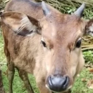 Anggaran Rp136 Juta untuk 8 Sapi, BUMDes Nanti Agung Diduga Mark Up Pengadaan Ternak Anggaran Rp136 Juta untuk 8 Sapi, BUMDes Nanti Agung Diduga Mark Up Pengadaan Ternak