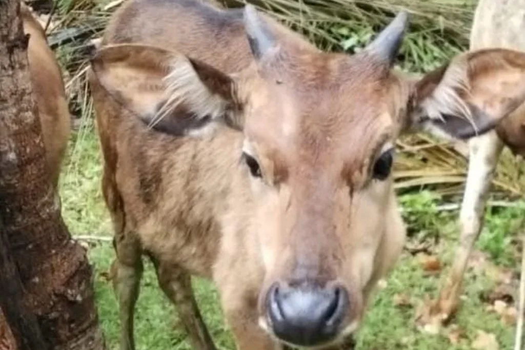 Anggaran Rp136 Juta untuk 8 Sapi, BUMDes Nanti Agung Diduga Mark Up Pengadaan Ternak
