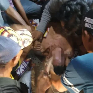 Dua Hari Hilang Diduga Hanyut Saat Banjir, Elpan Ditemukan Selamat di Kebun Milik Warga Dua Hari Hilang Diduga Hanyut Saat Banjir, Elpan Ditemukan Selamat di Kebun Milik Warga